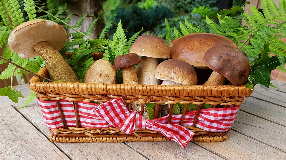 Лесные грибы для тарталеток